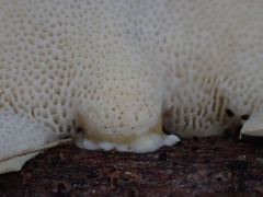Favolus acervatus