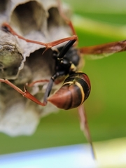 Polistes humilis humilis