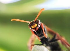 Polistes humilis humilis