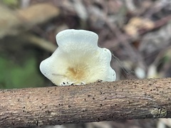 Favolus acervatus