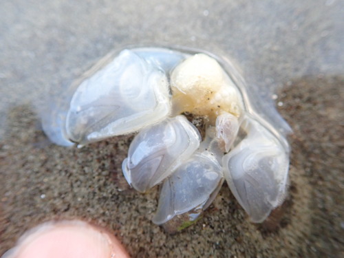 photo of Buoy Barnacle (Dosima fascicularis)