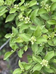 Psilotrichum scleranthum