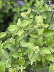 Psilotrichum scleranthum