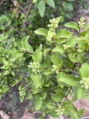 Psilotrichum scleranthum