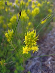 Calytrix flavescens