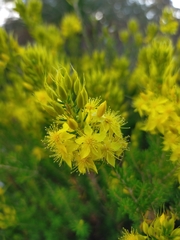 Calytrix flavescens