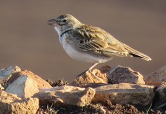 Melanocorypha calandra calandra