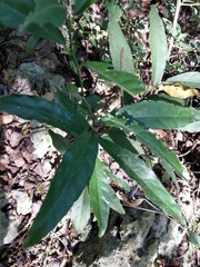 Capparis micracantha