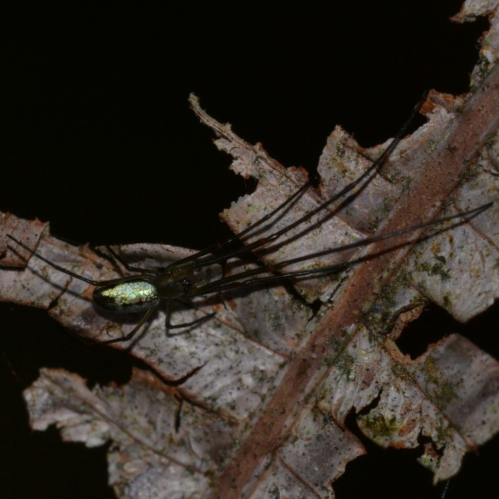 Tetragnatha hawaiensis