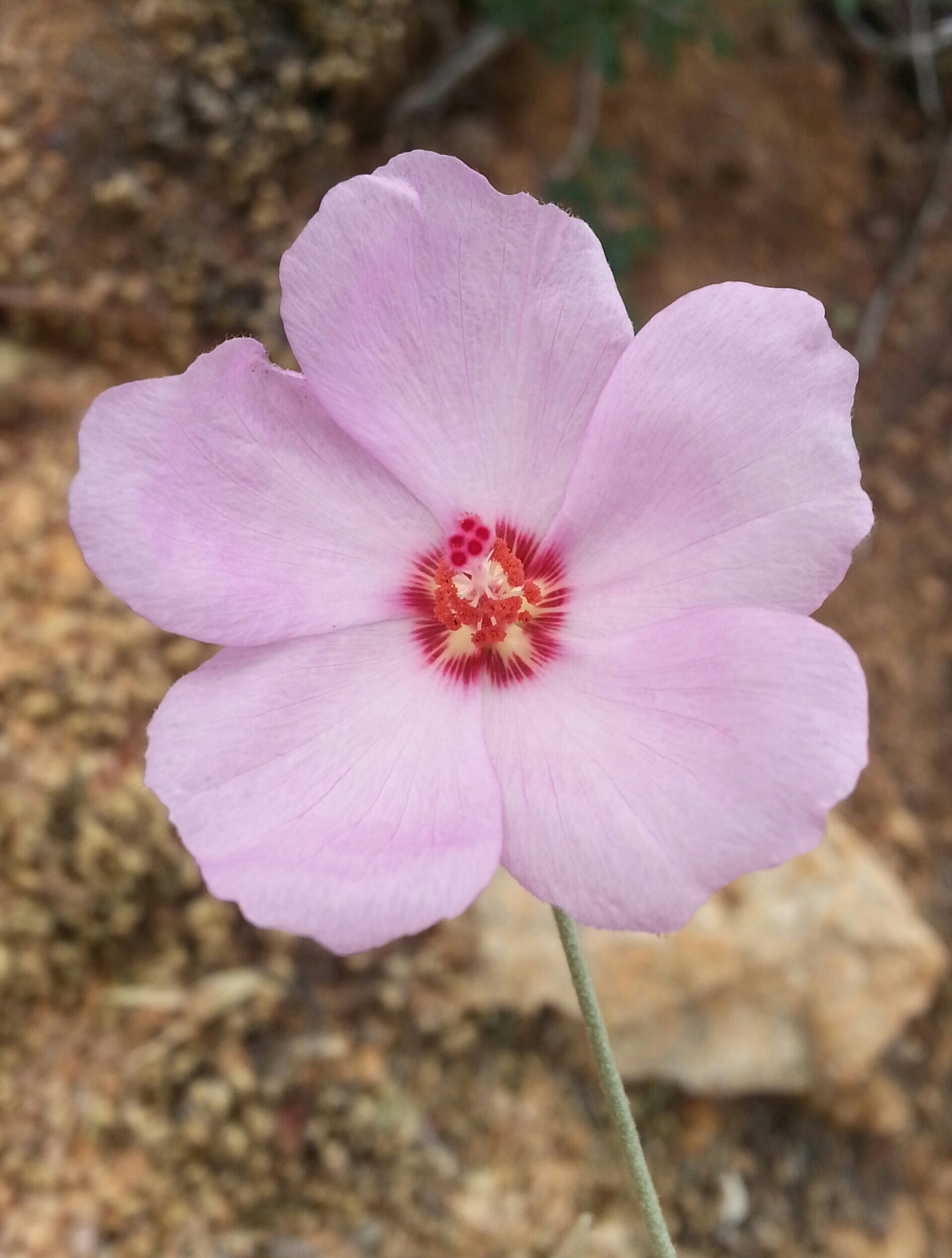 Tulipán del Desierto (Hibiscus denudatus) · iNaturalist Ecuador