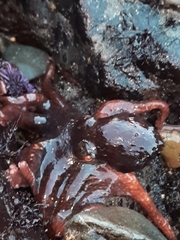 Enteroctopus dofleini