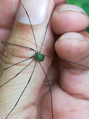 Leiobunum viridorsum