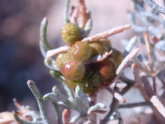 Rhopalomyia glutinosa