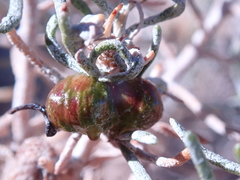 Rhopalomyia glutinosa