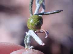 Rhopalomyia glutinosa