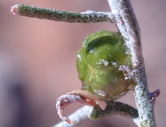 Rhopalomyia glutinosa