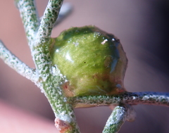 Rhopalomyia glutinosa