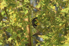 Coereba flaveola bartholemica