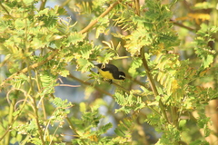 Coereba flaveola bartholemica