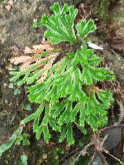 Selaginella pilifera