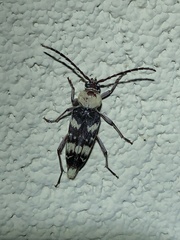 Megacyllene antennata