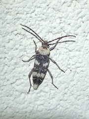 Megacyllene antennata