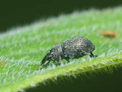 Pseudoperapion brevirostre