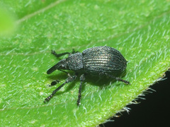 Pseudoperapion brevirostre