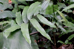 Grypothrix megacuspis