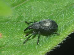 Pseudoperapion brevirostre