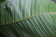 Grypothrix megacuspis