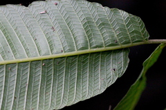 Grypothrix megacuspis