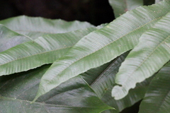 Grypothrix megacuspis