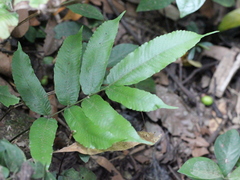 Grypothrix megacuspis