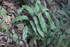 Grypothrix megacuspis