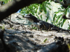 Sceloporus spinosus