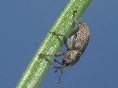 Tychius meliloti
