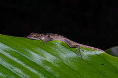 Anolis marmoratus