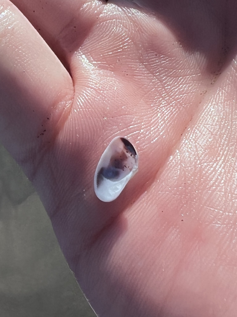 Gould beanclam