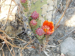 Opuntia lasiacantha