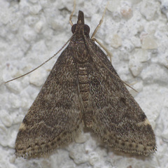 Steniodes declivalis