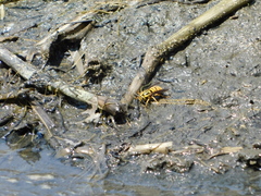 Vespula squamosa