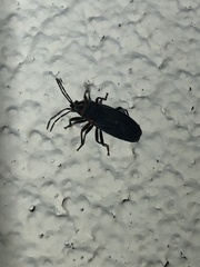 Melacoryphus rubicollis