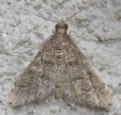 Loxostegopsis xanthocrypta