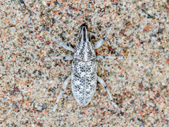 Cyphocleonus cenchrus