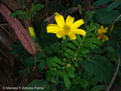 Tagetes zypaquirensis