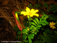 Tagetes zypaquirensis