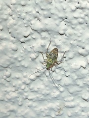 Taedia marmorata