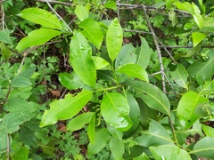Chiococca pachyphylla