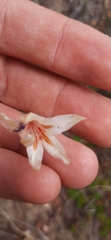 Tritonia flabellifolia